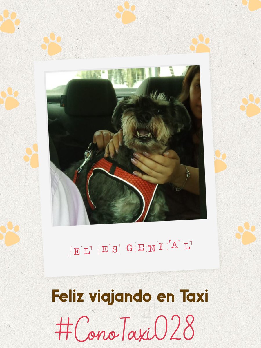 Viajando en familia #TaxiSeguro #conotaxi028 #dogloversmexico #taximascotas #mascotasfelices #transportemascotas #trasladomascotas #petlovers #Taxiparahuellitas #HuellitasenTaxi #mascotasentaxi #conotaxituopción