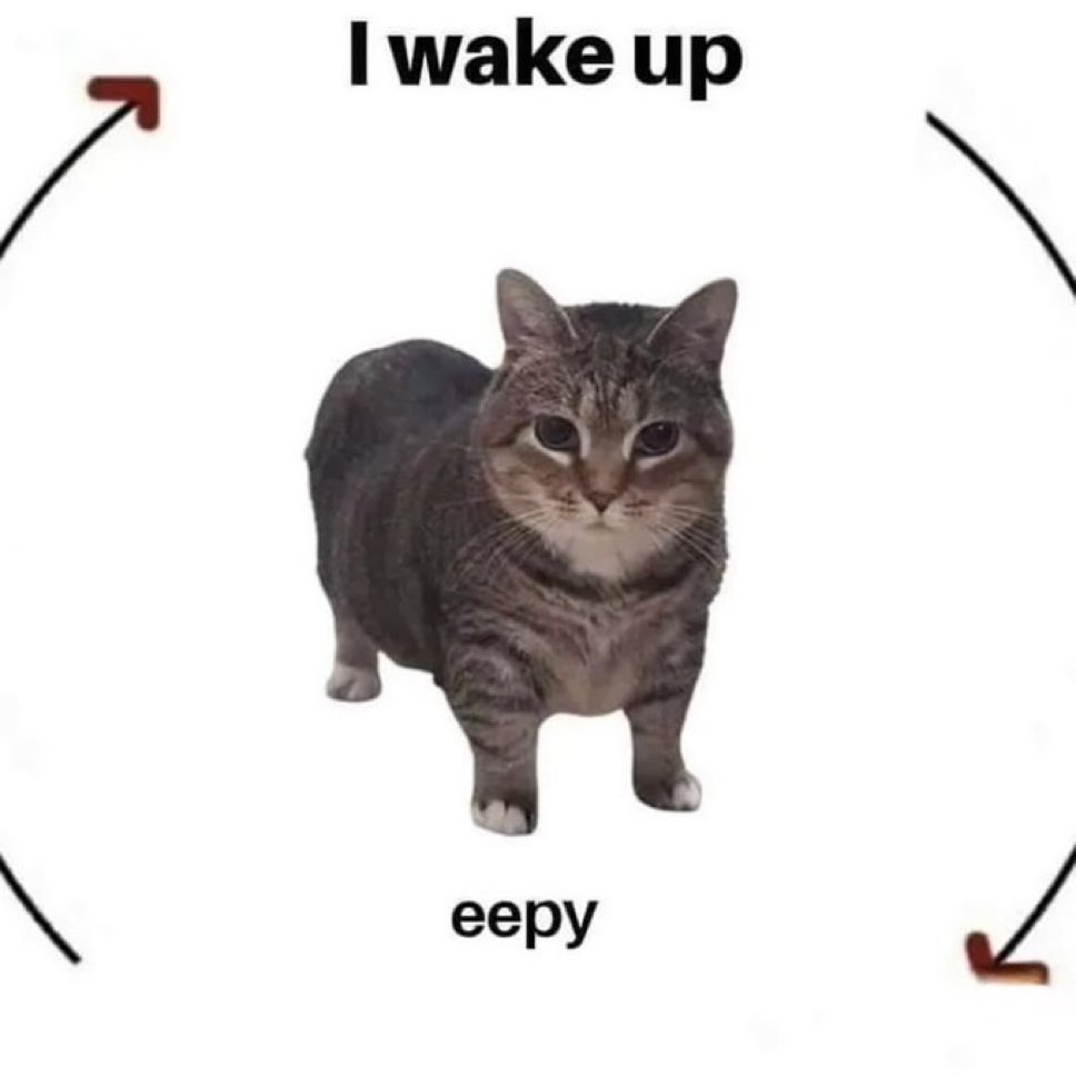 literallymecats's tweet image. 