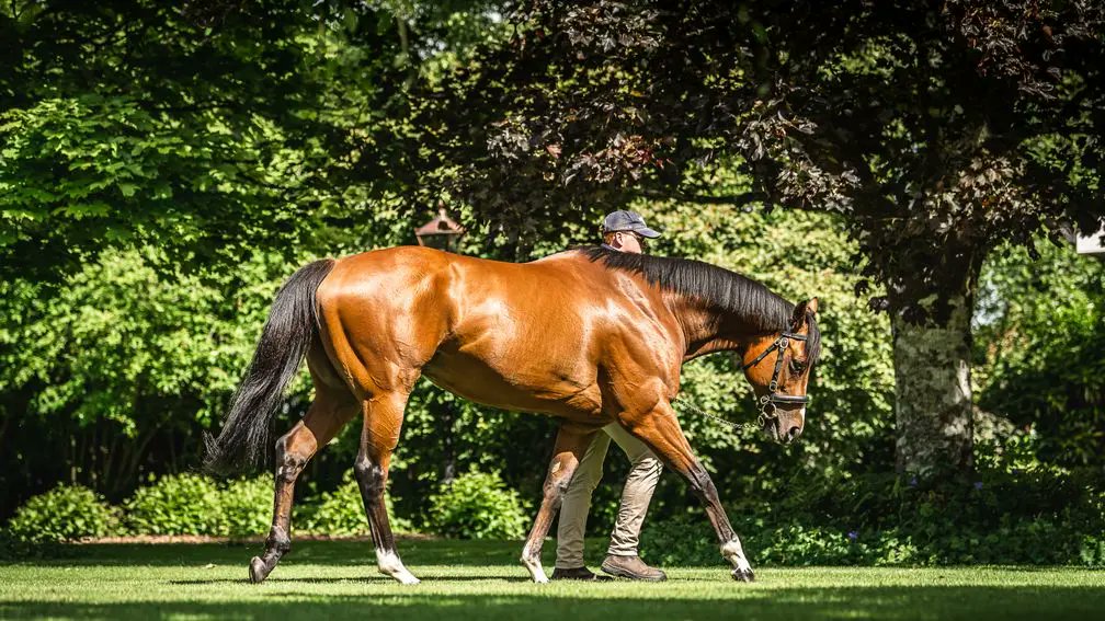 St Mark’s Basilica earns his first stakes winner as Thesecretadversary scores Listed win at Tipperary

Read more 👉 bit.ly/4m4v0g1