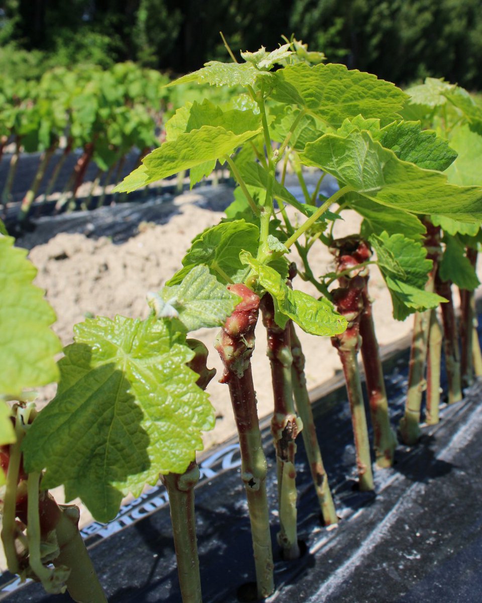 Les plants de vigne Vitipep's, c'est l'excellence à la française ! 🇫🇷

#Vitipeps #plantdevigne #pepiniereviticole #plantsdevigne #greffesoude #plantfrancais #qualitesanitaire #agriculturefrançaise #madeinfrance #vinfrançais #Vineplant #frenchvineplant #vinenursery