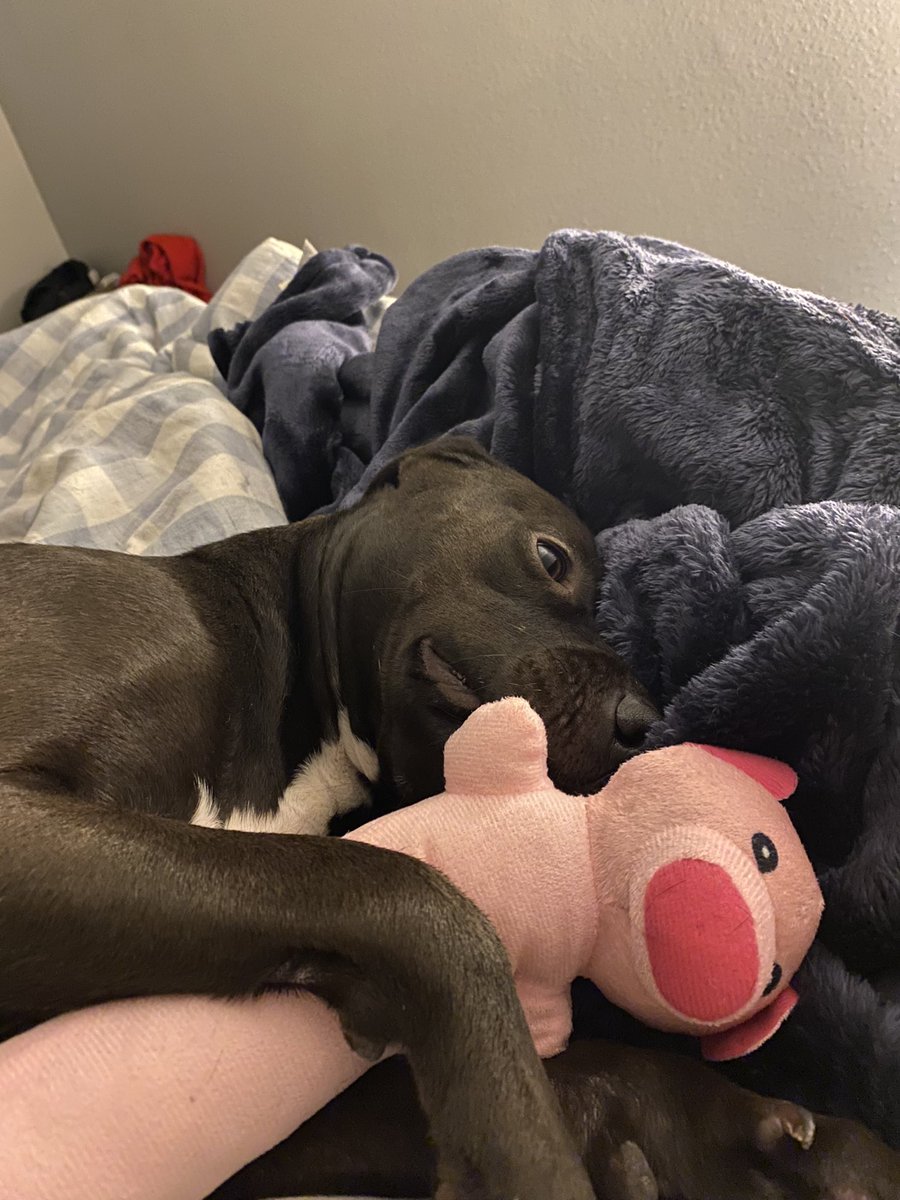 Cruze (@cruzeeycod) on Twitter photo Bought my dog probably 20 “unbreakable, tough chewer” toys from petsmart which get turned to scraps in about 10 minutes every time. One thing that has lasted longer than all of them is this fluffy plush pig from Dollar Tree 🤣 Bought my dog probably 20 “unbreakable, tough chewer” toys from petsmart which get turned to scraps in about 10 minutes every time. One thing that has lasted longer than all of them is this fluffy plush pig from Dollar Tree 🤣