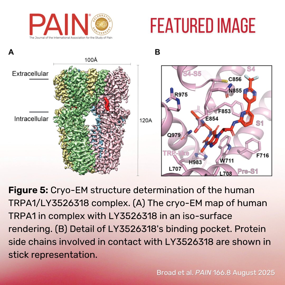 Broad et al. find that the TRPA1 antagonist LY3526318 inhibited behavioral signs of enhanced nociception in animal models and was safe and well tolerated in phase 1 clinical studies. Learn more in #PAIN bit.ly/4kNYFZF