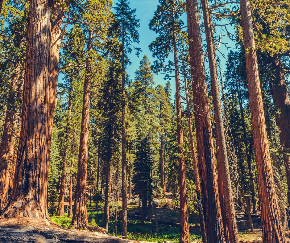 cside_norwood's tweet photo. Whether it's a leisurely stroll or an active hike, our neighborhood parks have something for every pace. 🚶‍♂️🏞️ Black Forest Regional Park is about 13 minutes from our community. Join us and start exploring! https://t.co/NhlYNz5Xhu