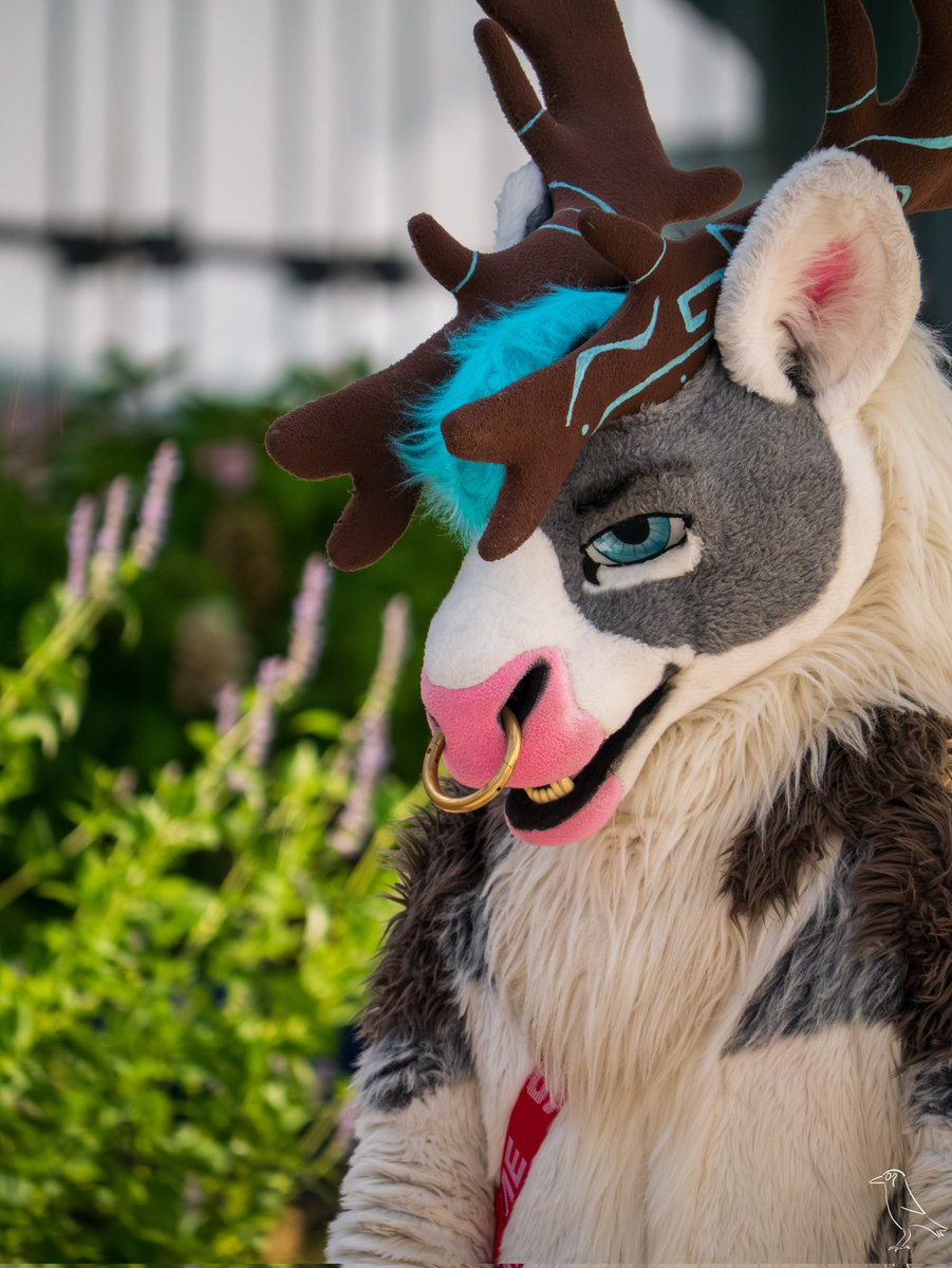 When he gives you THAT look 😏😳

📸: kuvo_the_crow (on Insta)
#FursuitFriday