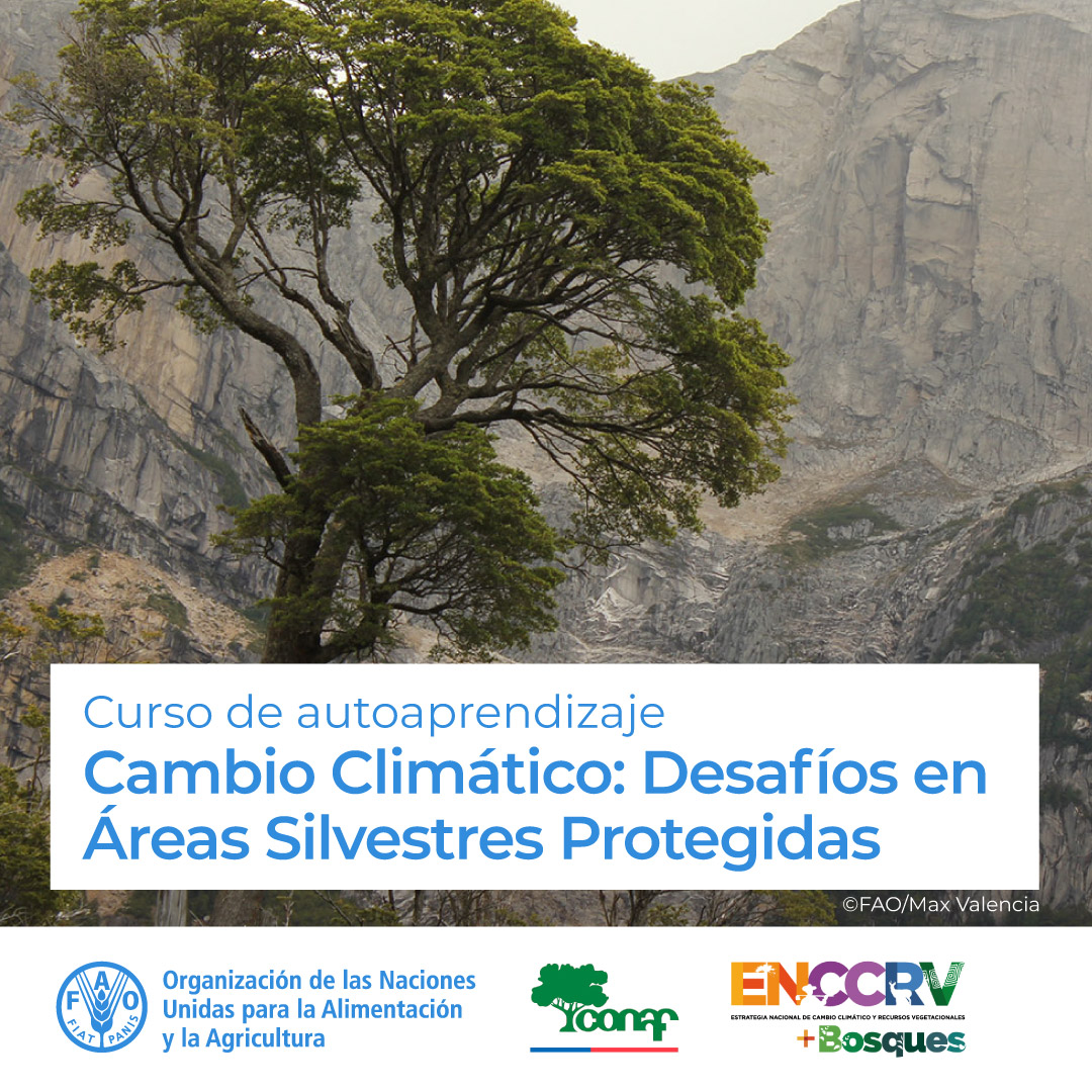 FAO Campus - America Latina y el Caribe (@faocampus) on Twitter photo 🎓 Curso gratuito en <a href="/FAOCampus/">FAO Campus - America Latina y el Caribe</a>
Cambio Climático: Desafíos en Áreas Silvestres Protegidas 🌎
El curso nos invita a reconocer los elementos clave a nivel teórico y práctico vinculados con el cambio climático
¡Matricúlate! ➡️ow.ly/zZFb50VAlpQ 🎓 Curso gratuito en <a href="/FAOCampus/">FAO Campus - America Latina y el Caribe</a>
Cambio Climático: Desafíos en Áreas Silvestres Protegidas 🌎
El curso nos invita a reconocer los elementos clave a nivel teórico y práctico vinculados con el cambio climático
¡Matricúlate! ➡️ow.ly/zZFb50VAlpQ