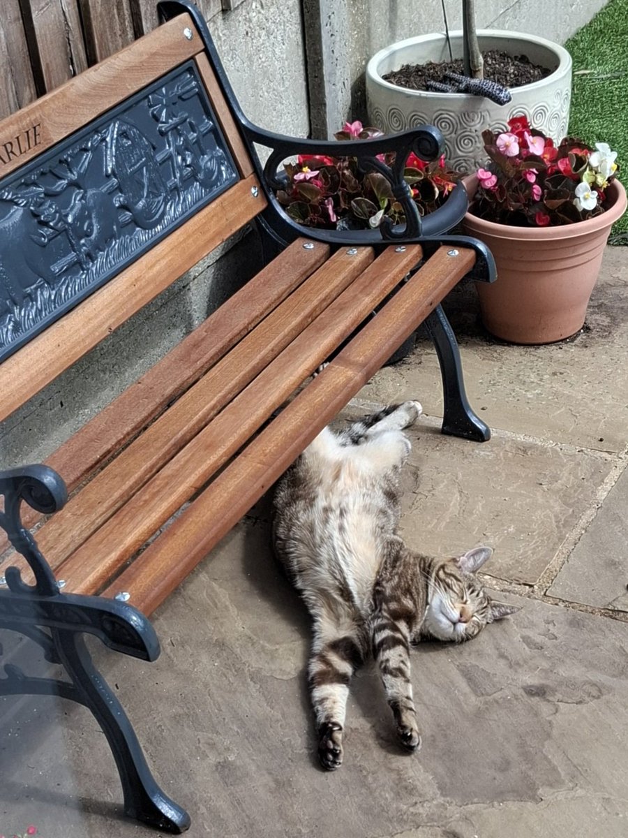 batchbuns's tweet photo. @SusanCalman #Catoftheday Beautiful Anne Frank enjoying the sun 🌞 https://t.co/yRDTHghrNp