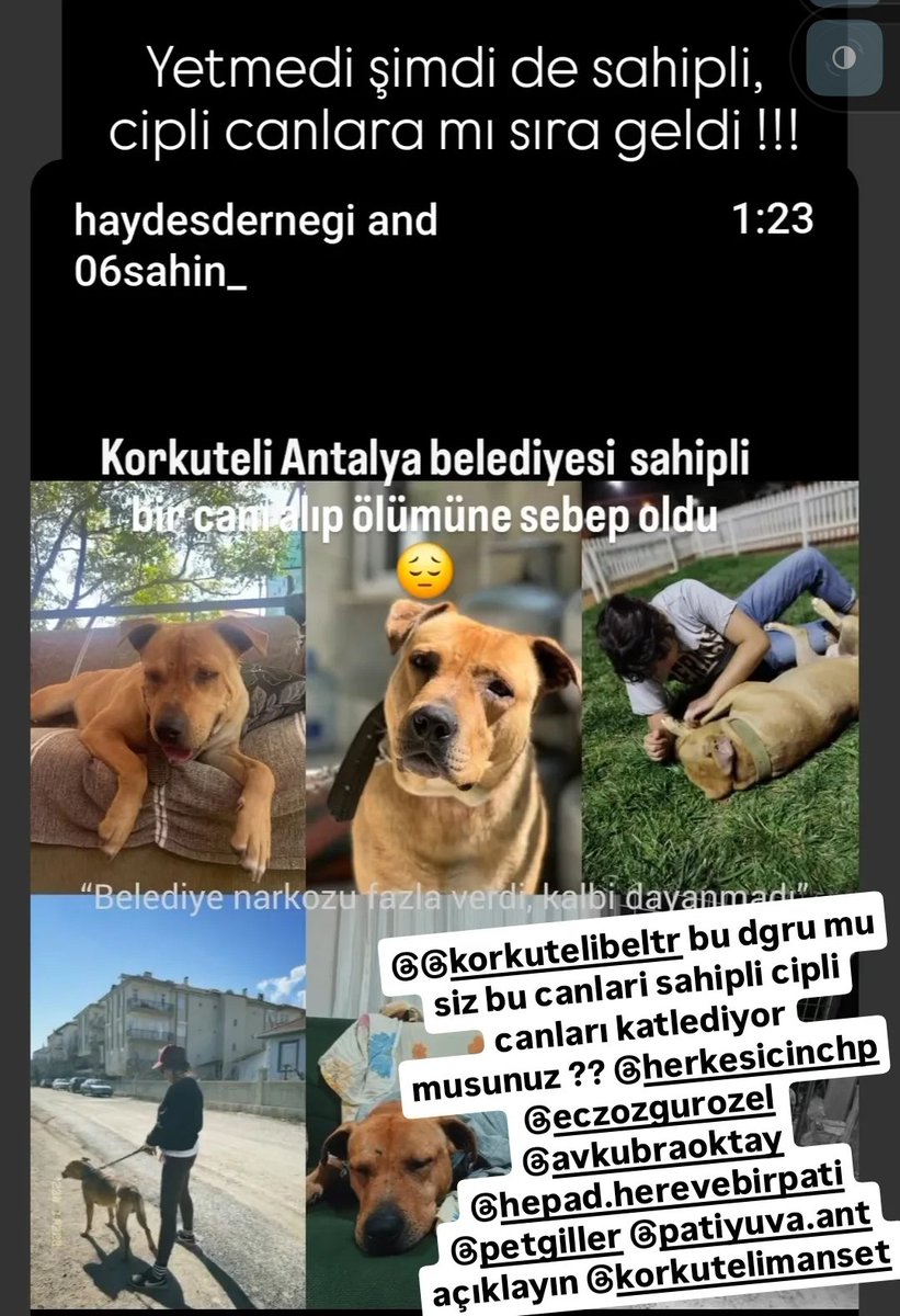 <a href="/IlceTar/">Korkuteli İlçe Tarım ve Orman Müdürlüğü</a> <a href="/korkutelibeltr/">Korkuteli Belediyesi</a> <a href="/saniyecarann/">Saniye Caran</a> <a href="/korkutelimem/">Korkuteli İlçe Milli Eğitim Müdürlüğü</a> <a href="/KorkuteliMedya/">Korkuteli Medya</a> <a href="/KorkuteliMedya/">Korkuteli Medya</a> <a href="/korkutelibeltr/">Korkuteli Belediyesi</a> bu doğru mu ? Siz canlara sahip çıkmak yerine sahipli canları mi oldurmeye devam ediyorsunuz ? Bu doğru mu ? Bu haber doğru mu ? <a href="/AvKubraoktay/">Av.Kübra OKTAY</a> <a href="/BocekMuhittin/">Muhittin Böcek</a> @avcemilcicek93