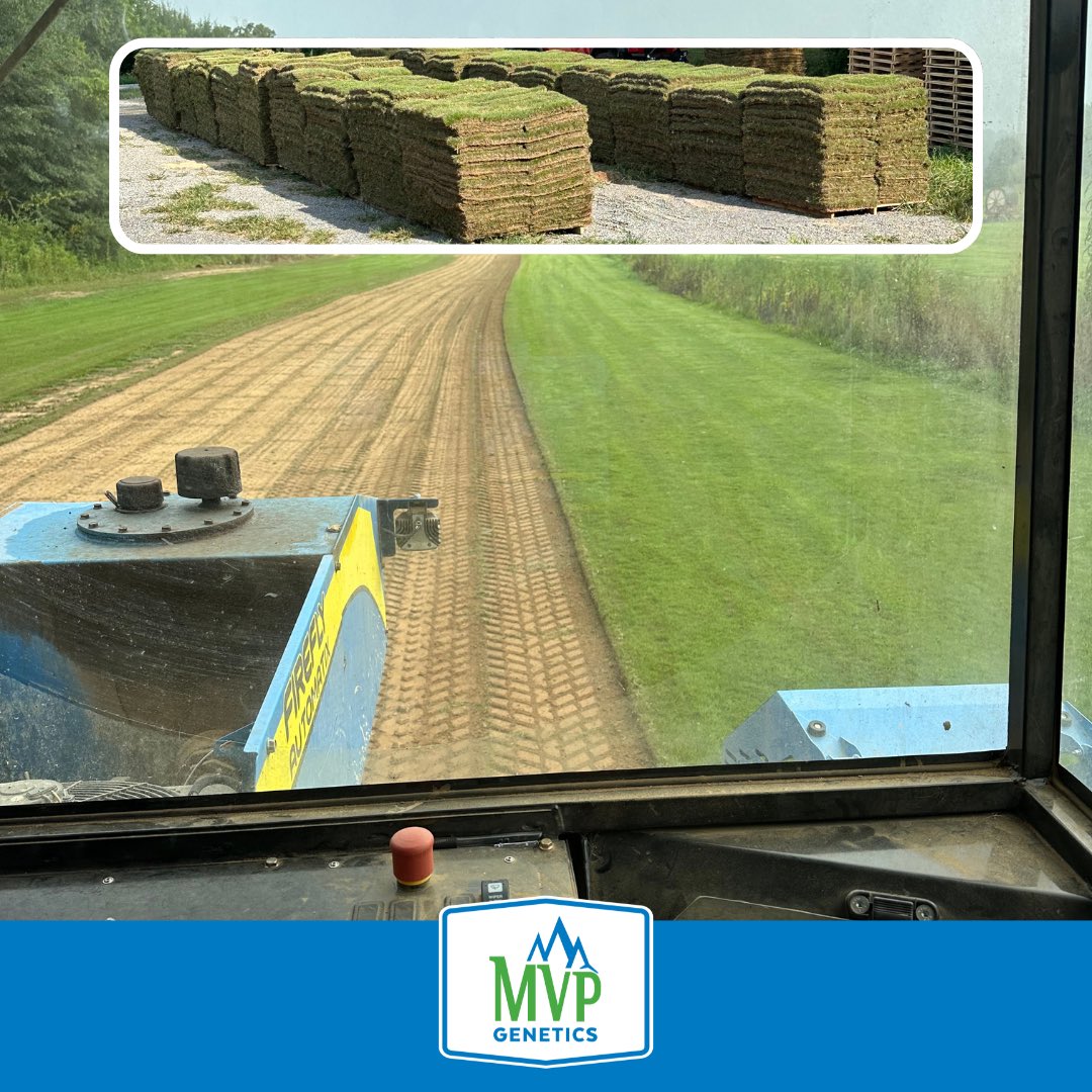 MVP Genetics (@mvpgenetics) on Twitter photo #GatewayZoysia is on the move from <a href="/palmerturf/">Palmers Turf Farm</a> in Tennessee!
We are adding some new growers to bring this incredible turf closer to you! Stay tuned for exciting announcements on production and get ready to experience the #GatewayZoysia difference!
#Zoysia #Turfgrass #Expansion #GatewayZoysia is on the move from <a href="/palmerturf/">Palmers Turf Farm</a> in Tennessee!
We are adding some new growers to bring this incredible turf closer to you! Stay tuned for exciting announcements on production and get ready to experience the #GatewayZoysia difference!
#Zoysia #Turfgrass #Expansion