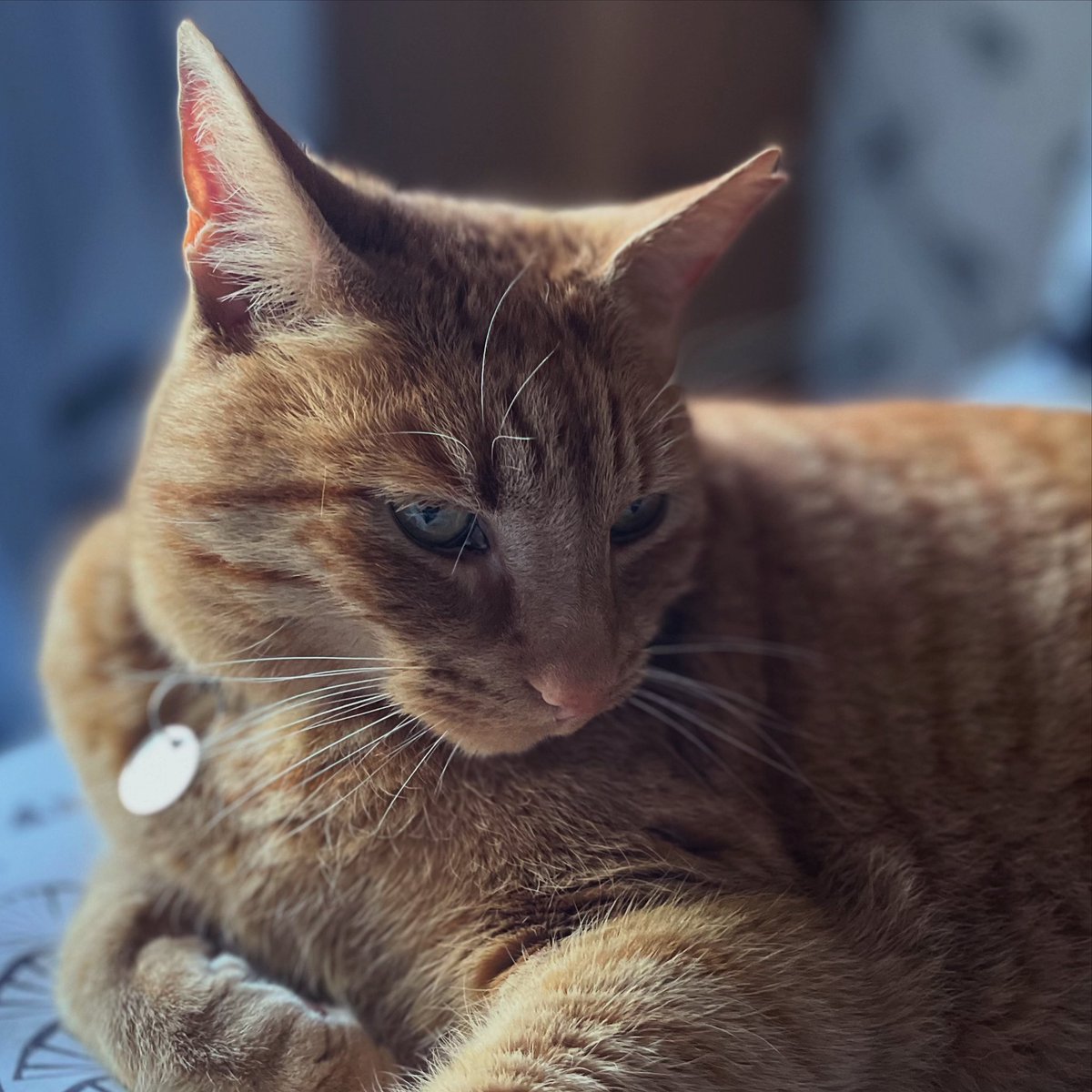 I am not telling him it’s #WorldCatDay/#InternationalCatDay, it would only give him another excuse to be an arsehole.