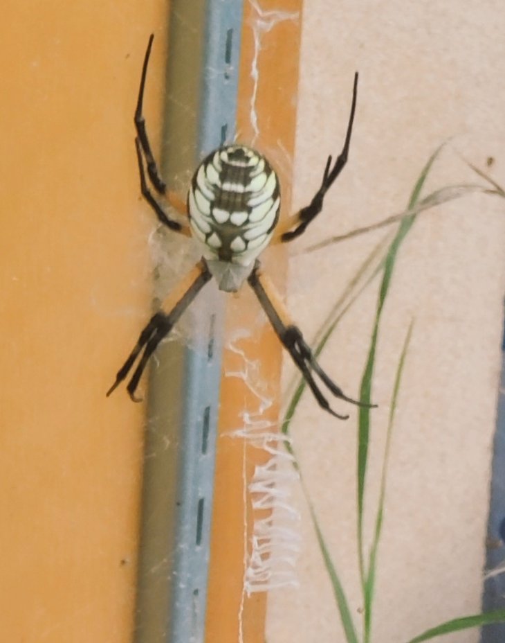 Hot_Pepper76's tweet image. Check out this big guy.  
Found him today.

He is known as the writing spider due to the zig-zag pattern in their webs. 

Cool right?