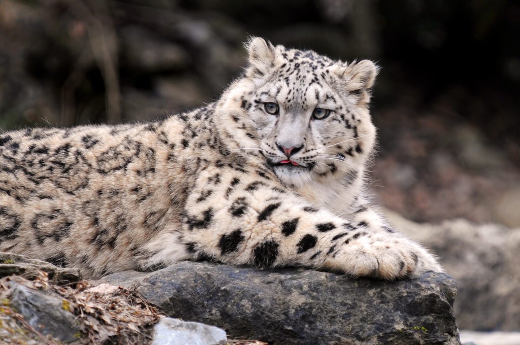 International cat day