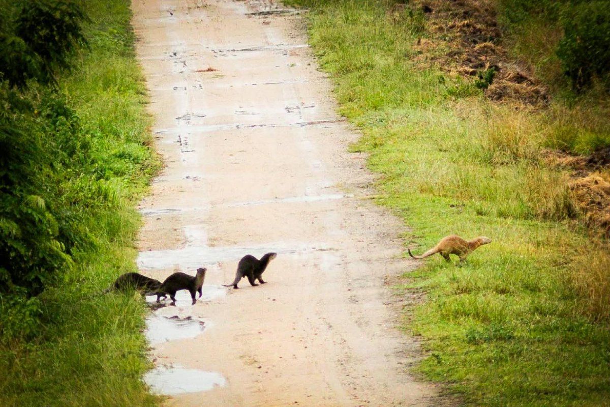สถานีเพาะเลี้ยงสัตว์ป่าห้วยขาแข้ง จ.อุทัยธานี นำภาพถ่ายนากเดินเรียงแถวข้ามถนน มีทั้งสีเผือก และสีเข้ม เป็นภาพสุดประทับใจ ที่ได้เห็นสัตว์ป่าดำรงชีวิตในผืนป่าอนุรักษ์ตามธรรมชาติ
#นาก #สัตว์ป่าคุ้มครอง #สถานีเพาะเลี้ยงสัตว์ป่าห้วยขาแข้ง #อุทัยธานี #กรมอุทยานแห่งชาติ