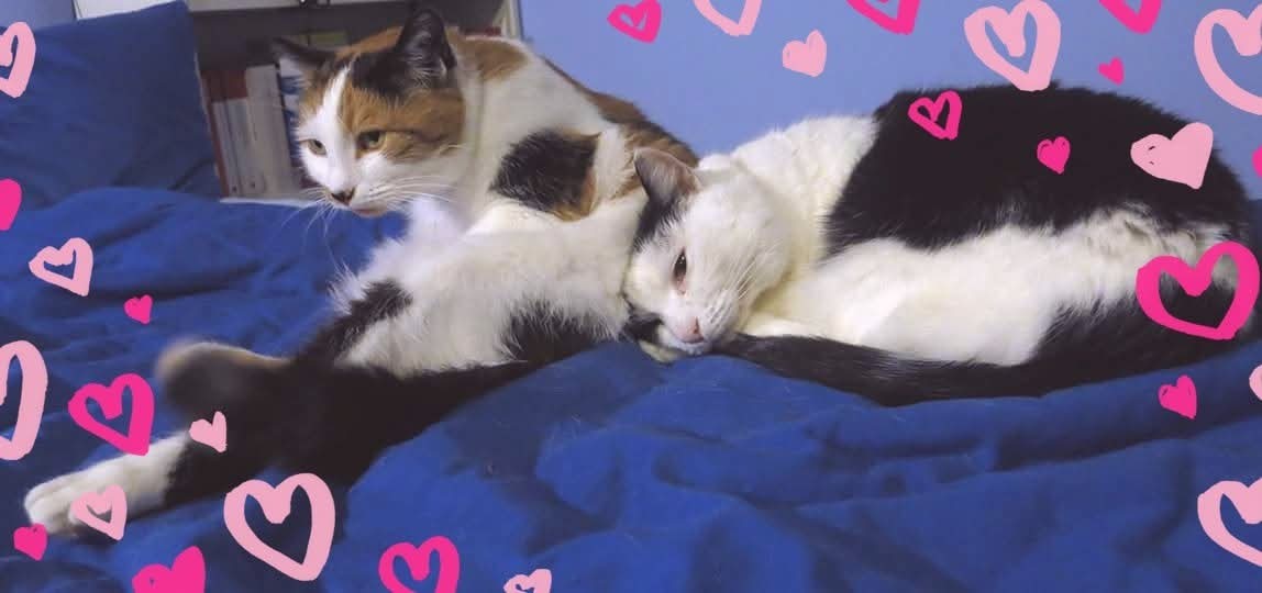 I miss these two cuties. 💔
#WorldCatDay #Weltkatzentag