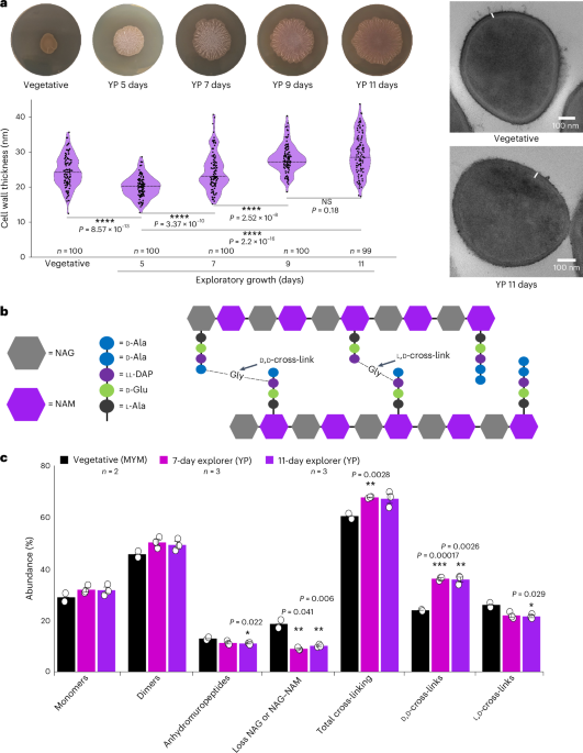NatureMicrobiol's tweet photo. Out Now! Streptomyces uses both polar and dispersed cell wall synthesis during exploratory growth https://t.co/MxI4q1DtEo #Streptomyces #Microbiology #CellWallSynthesis https://t.co/MNWAWn6UFg