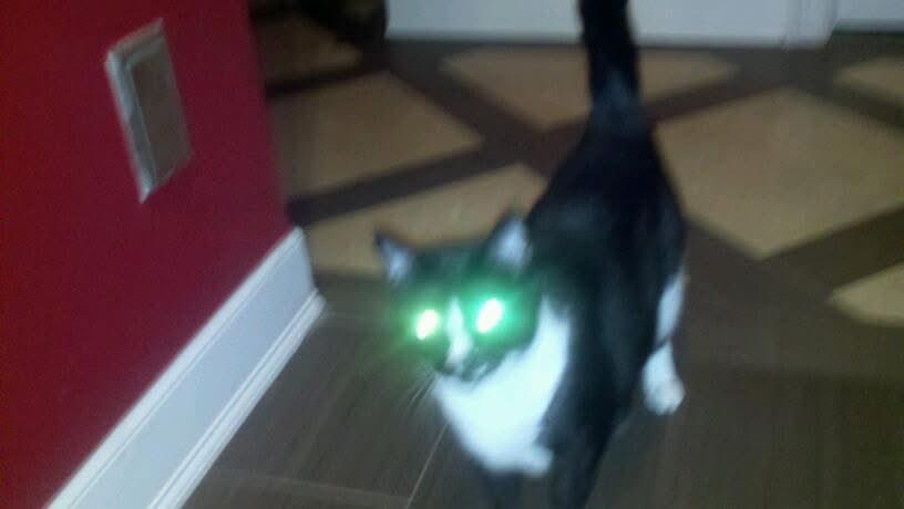 Tommyknockers Zimba! #happycatsday