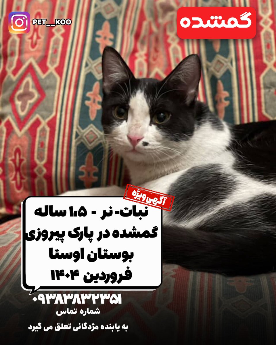 pet__koo's tweet photo. به گفته شما؛ این گربه رو با کلی هزینه و زحمت به زندگی برگردوندم 
انسداد روده داشت و جراحی پیوند روده شد
با یک نقاهت سخت خوبش کردیم
به خانواده‌ای واگذار کردیم که خانم دلسوز و حیوون دوستی مادر خانواده بودند؛
اما گویا ایشون درگیر سرطان میشن و خانواده ۵ تا گربهشون رو رهاسازی می‌کنند https://t.co/3GyDC0voKS