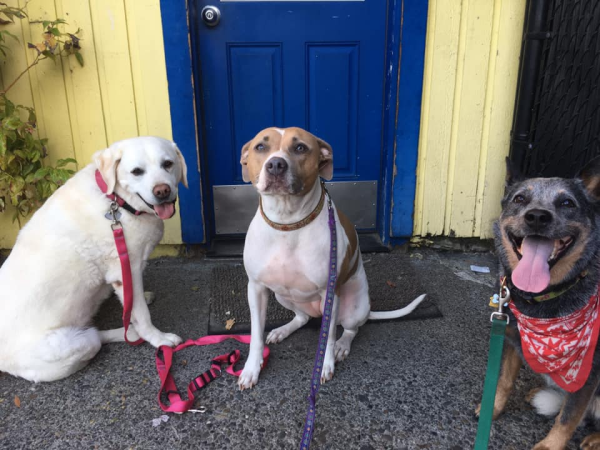 BowWowFunTowne's tweet photo. Is taking your dog for a walk more of a tug-of-war than a leisurely stroll? It doesn't have to be. Use these tips to train your dog, old or young to walk calmly...
https://t.co/c5QGRecHAg https://t.co/0nRdprOXbs