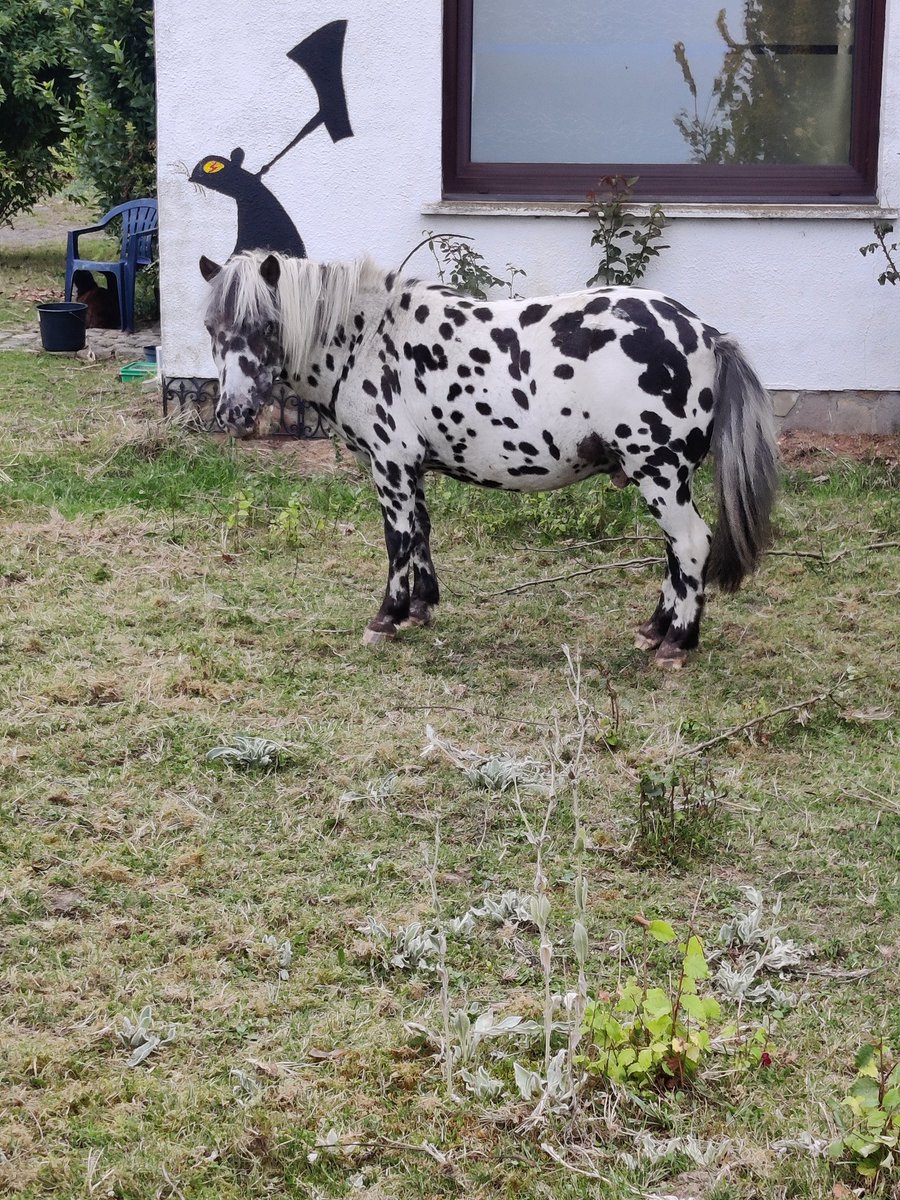 That's a weird Dalmatian