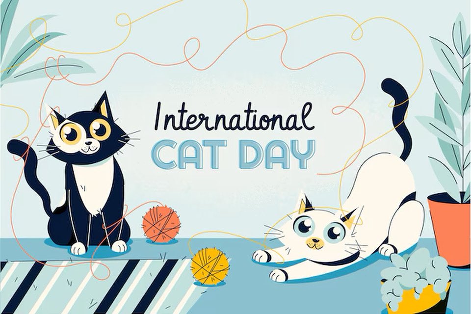 Happy International Cat Day. Celebrate by highlighting a senior feline at your local shelter.