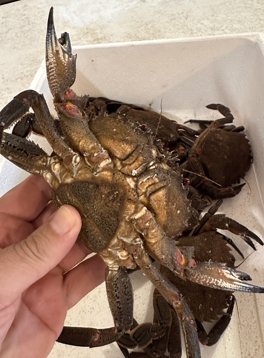 Tiempo de Nécoras, de Malpica
#CostadaMorte