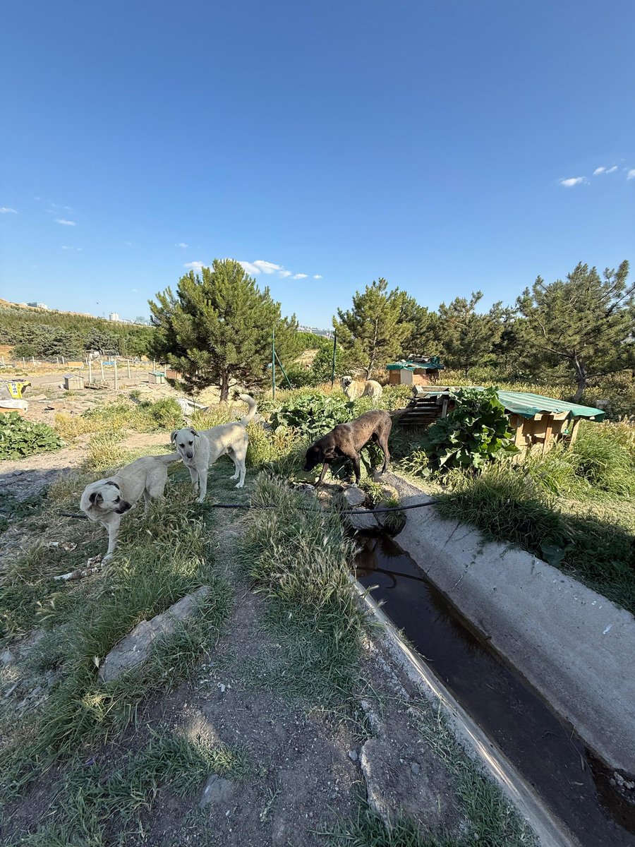 Öldüren sisteme ve kişilere rağmen binbir zorluk ile can kurtarmaya çalışıyoruz. Gelin görün diyorum mücadeleyi. 
Yığıldım yığılacağım lütfen yazdıklarıma kulak verin. Günde 3 paket mama gidiyor. 
trendyol.com/enjoy/biftekli…