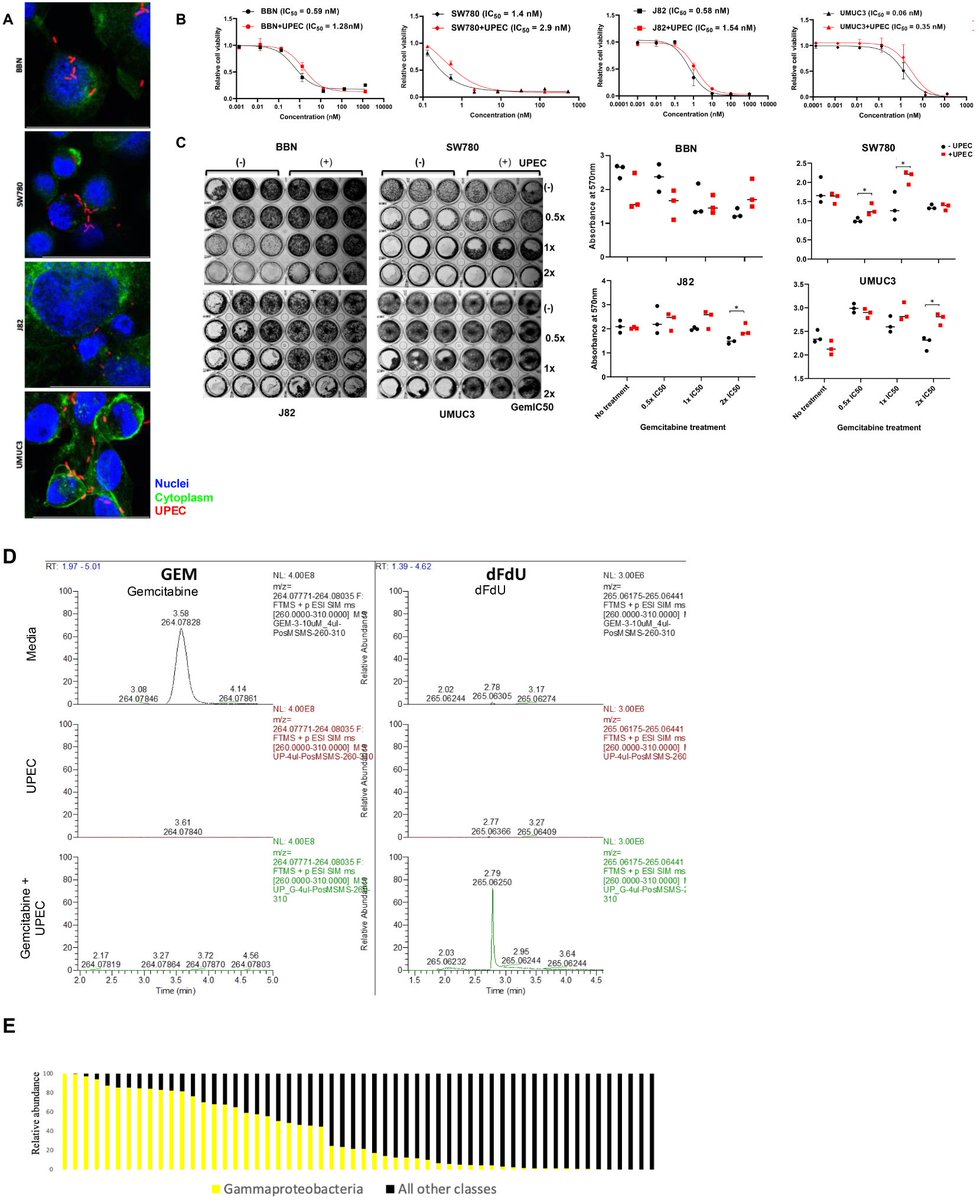 New pub alert 🚨 The bladder microbiome may influence intravesical chemotherapy response in bladder cancer. 🦠💊
 🧪 we tested uropathogenic E. coli (UPEC) and gemcitabine
Results&gt;
• Ecoli can enter tumor cells (of course)
• Inactivate gemcitabine → converting it to an
