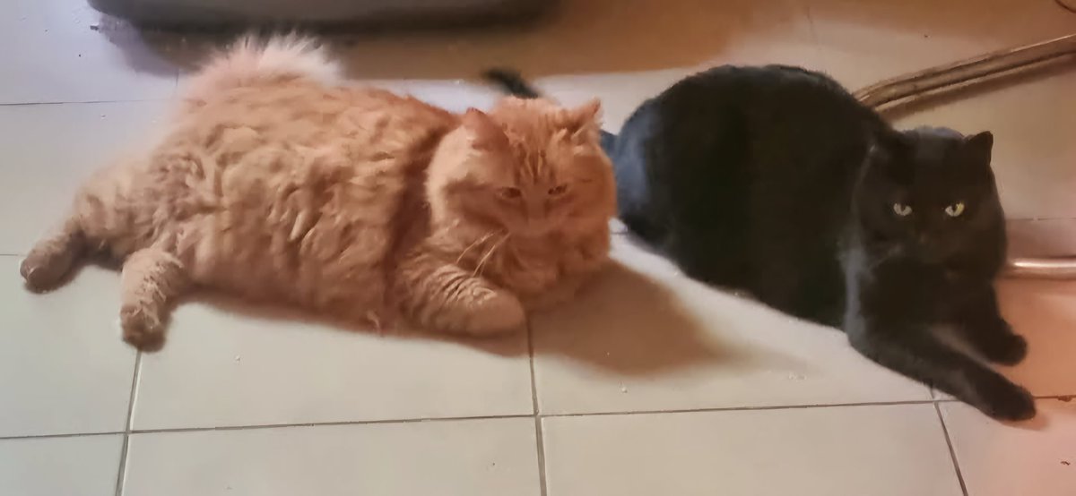 Our big bosses. 😎🐈‍⬛🐈