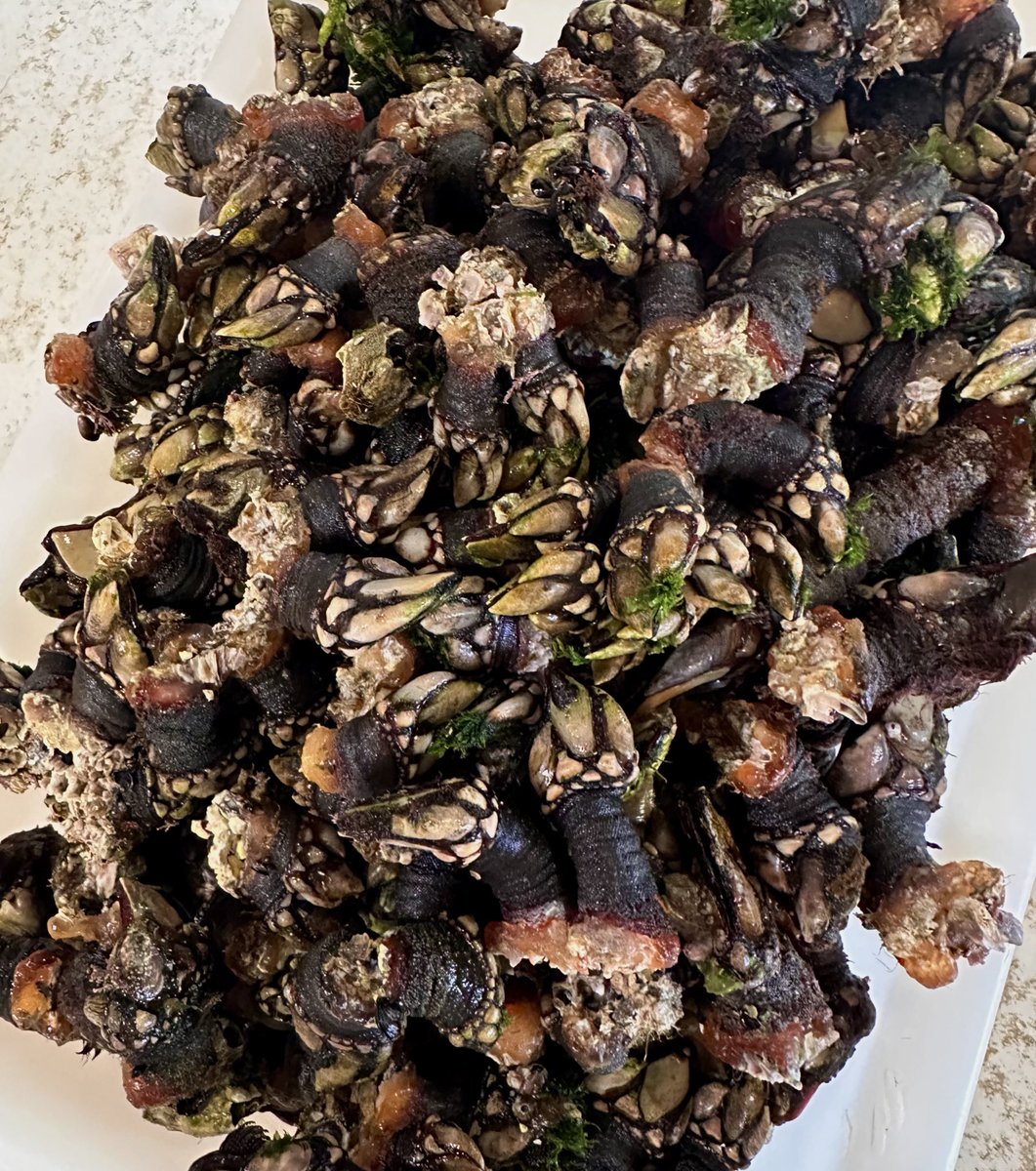 Percebe 
#CostadaMorte