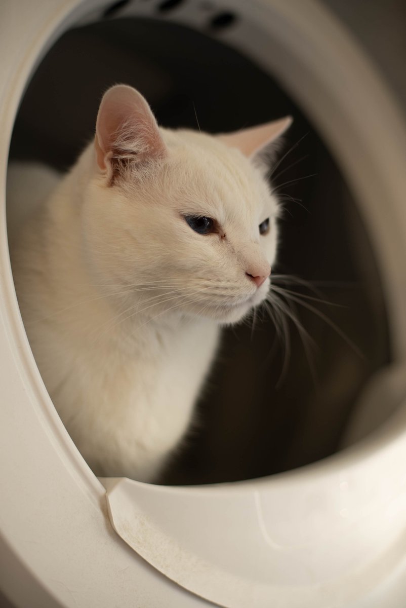 Guys be quite his pissing rn #InternationalCatDay #猫の日