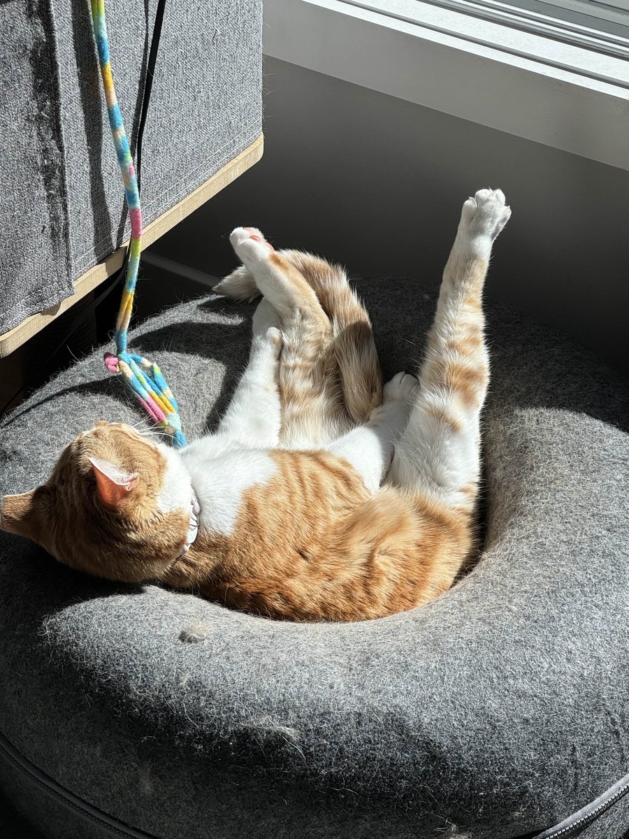 Flexecution, Ph.D. (@flexecutionow) on Twitter photo 