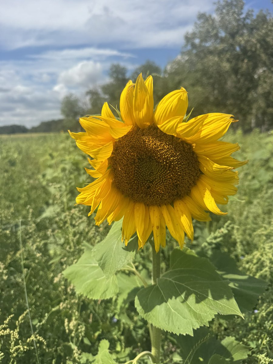 Sunflowers are blooming #regenerativeorganic