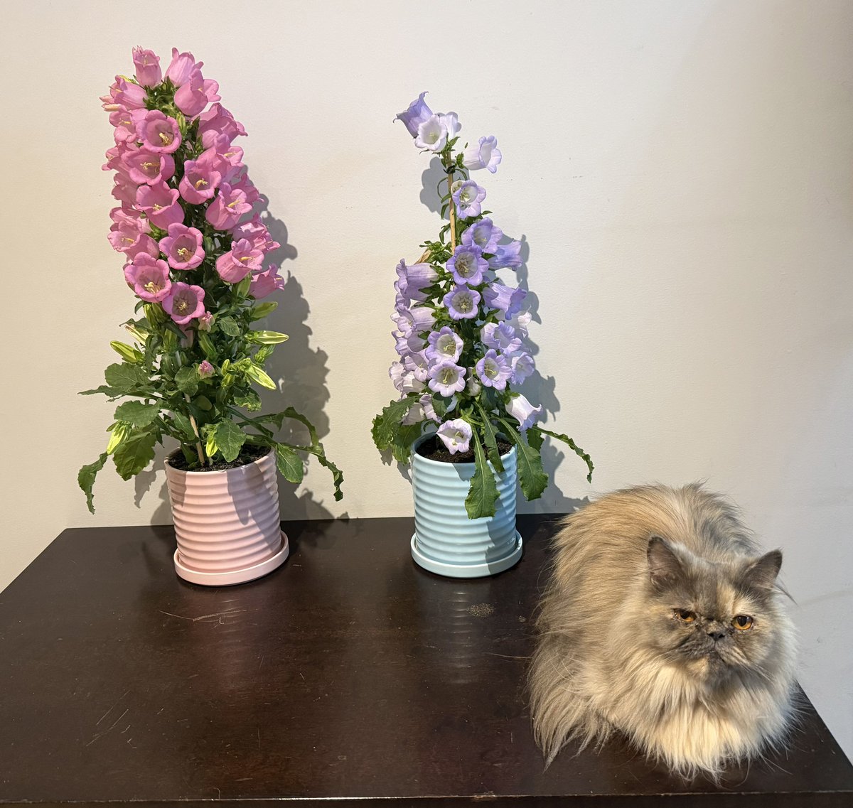 I went to huge plant mall that had lots of beautiful flowers. the bellflowers were surrounded by bees pollinating them and even as I added them to my cart some bees kept following me to do their work. it was great; I love being outside