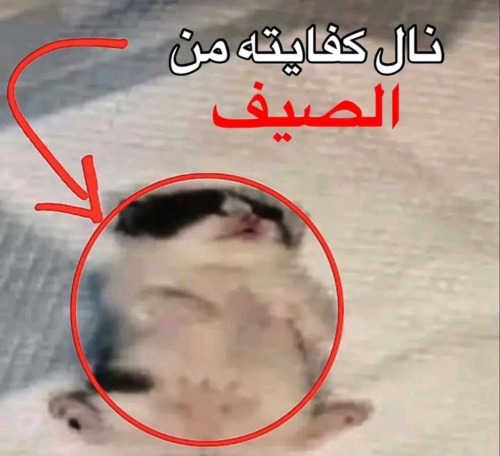 مكرونة (@makrona12345) on Twitter photo 