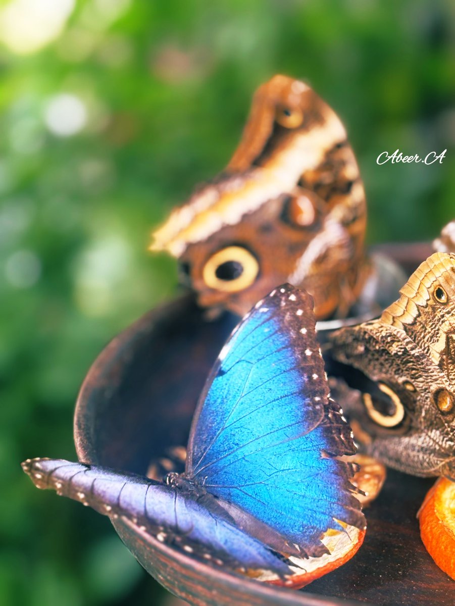 “Perhaps the butterfly is proof that you can go through a great deal of darkness and still become something beautiful.” 
- Beau Taplin