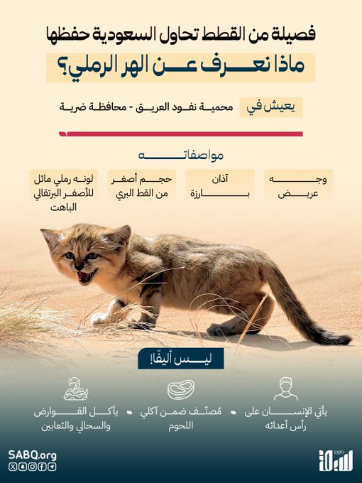 في اليوم العالمي للقطط .. ماذا نعرف عن الهر الرملي الذي ظهر في السعودية؟ 