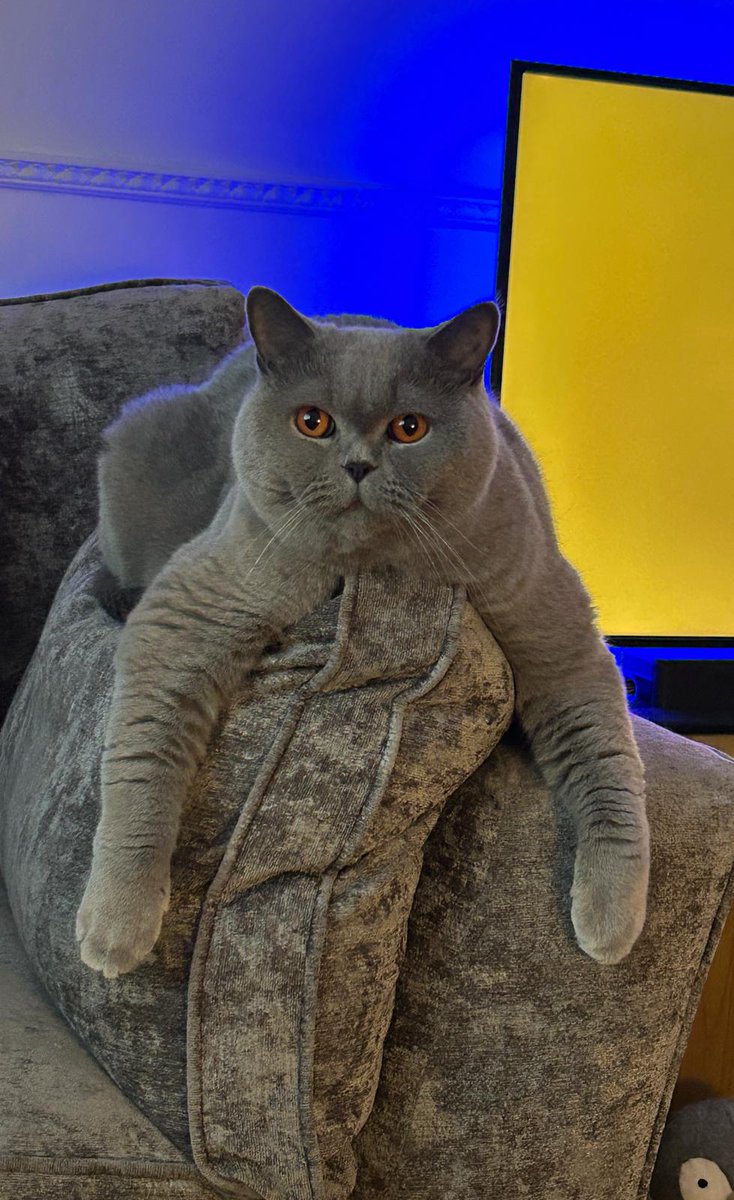 Happy #InternationalCatsDay 🐈‍⬛