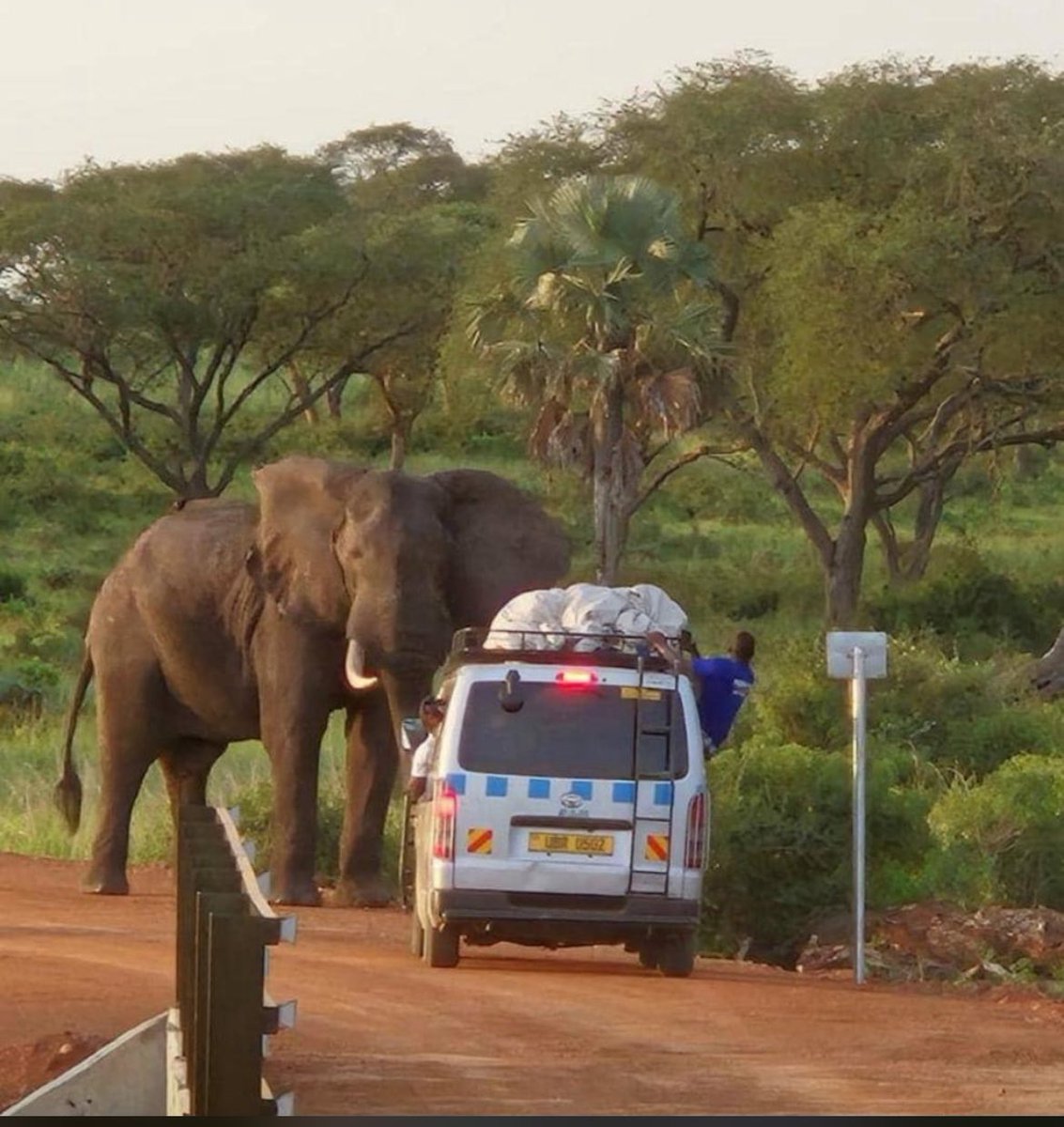 This elephant is the ancestor of all elephants