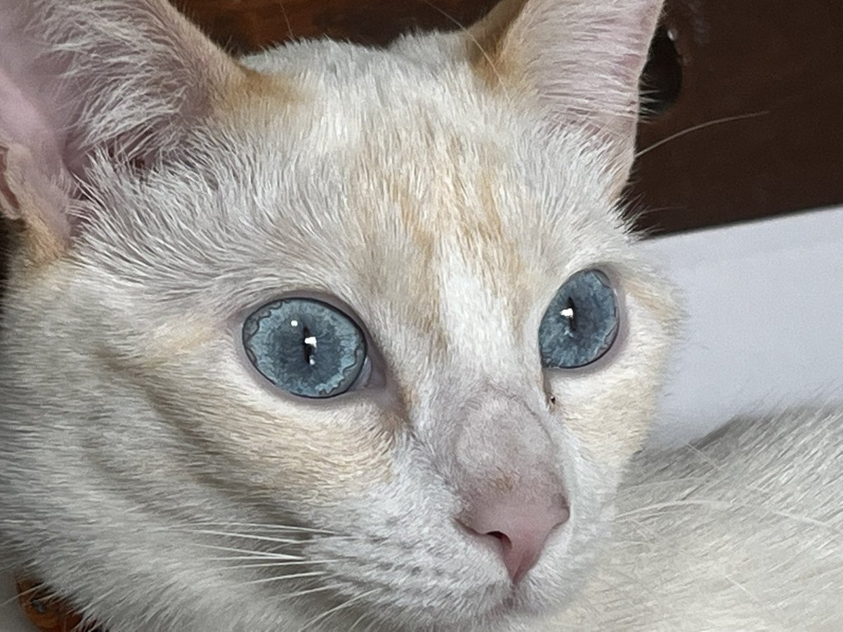 NK tweet media