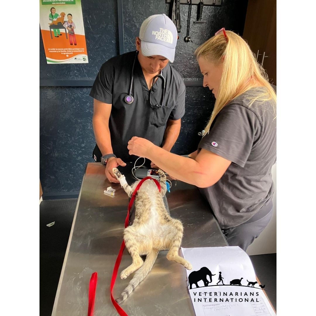 vetintl's tweet image. 🐾 Did you know? In 2023, VI volunteers joined @TheGAAP remote Todos Santos, Latin America to provide life-saving care—not just for dogs, but cats too. 🐱💉

This #InternationalCatDay, we’re celebrating cats everywhere—because feline health matters. 💛

#CatHealthMatters