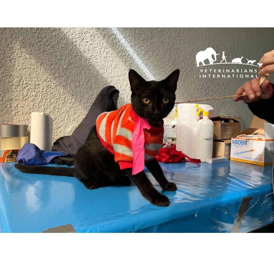 vetintl's tweet image. 🐾 Did you know? In 2023, VI volunteers joined @TheGAAP remote Todos Santos, Latin America to provide life-saving care—not just for dogs, but cats too. 🐱💉

This #InternationalCatDay, we’re celebrating cats everywhere—because feline health matters. 💛

#CatHealthMatters