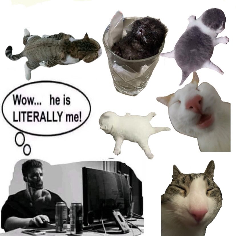 Catsillyness's tweet photo. ㅤ https://t.co/Jcu3PeAZBs