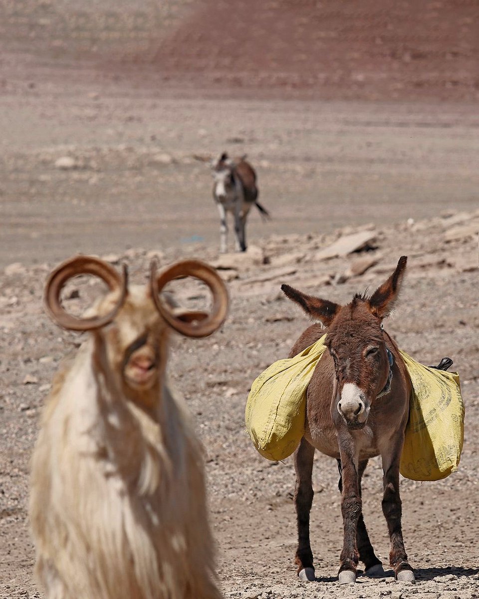 Bu fotoğraf size güzel geliyor mu? 📸 

Anadolu Ajansı fotoğrafçılarının objektifinden yansıyan bu kareler, ilk bakışta pastoral, hatta huzurlu görünebilir. Ama ardında derin bir çaresizlik, kuruyan toprakların sessiz çığlığı var…

📍 Van’ın Gürpınar ilçesi

Kuraklık, burada