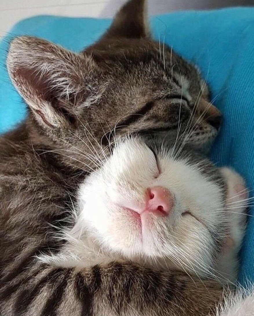 cats with powerful aura tweet media