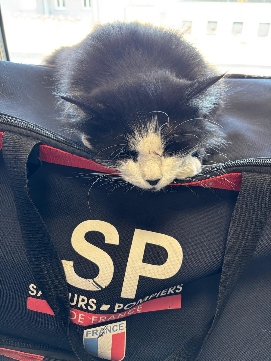 Sapeurs-pompiers de la Marne tweet media
