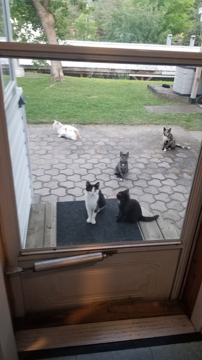 "Journée des chats"...ma garderie est ouverte au camping😉