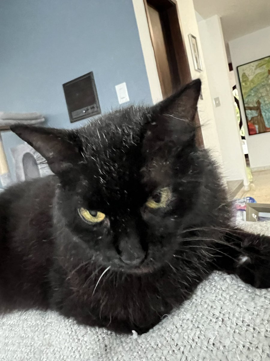 isel_f's tweet image. Feliz día a todos los gatos,especialmente a estas tres bellezas !❤️❤️