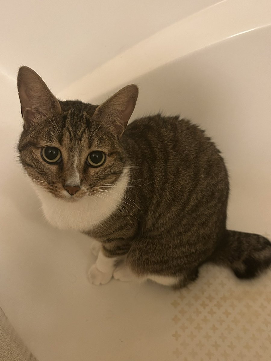 AF_HCD's tweet photo. @veltrv La reloue avec son regard de chaton qui a décidé de squatter la baignoire pour que je caresse mieux… https://t.co/bmb1XOiv3G