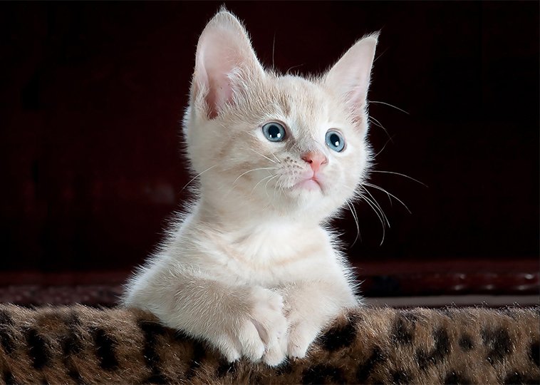 #GiornataMondialeDelGatto un gattino trasforma in una casa vuota nel ritorno a casa. #buonaserata 🌌😽✨