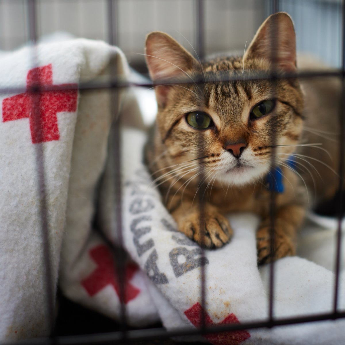 🐱🌍 Happy International Cat Day! 🐾 The American Red Cross reminds pet parents: Your emergency plan should include your cat! Here’s how to keep your whiskered companion safe:

🧳 Create a Pet Emergency Kit.
📱 Download the Red Cross Pet First Aid App. 
🏷️ ID &amp; Microchip Ensure