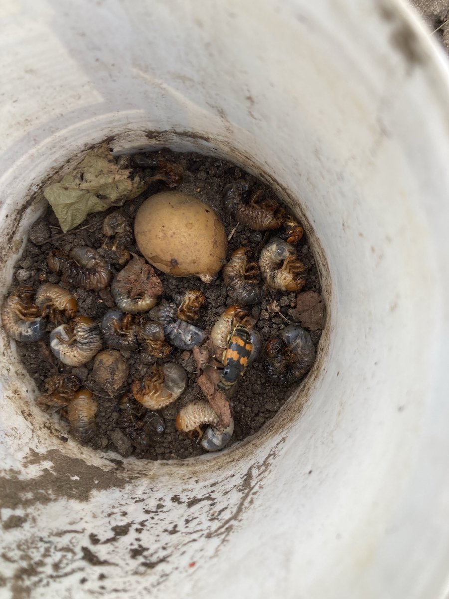 Harry Wollerich tweet media